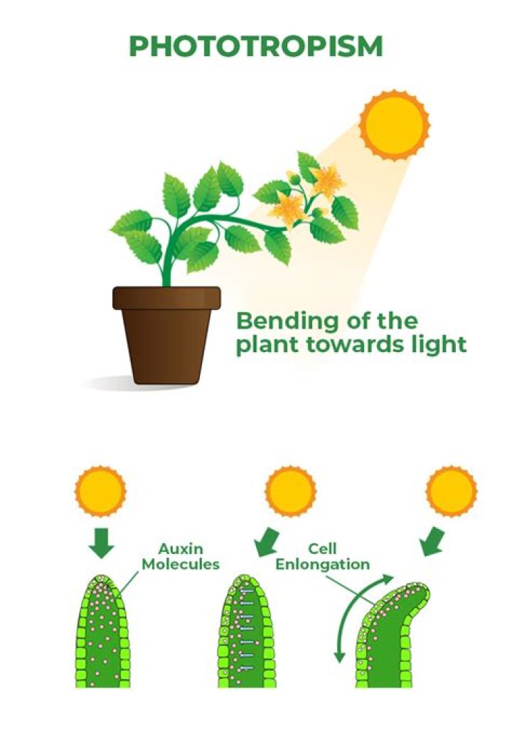 What is photonasty in biology?