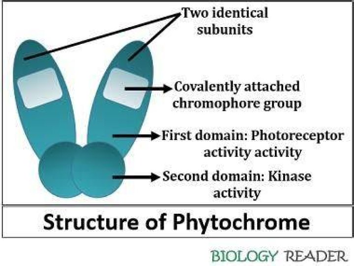 What is phytochrome in plants?