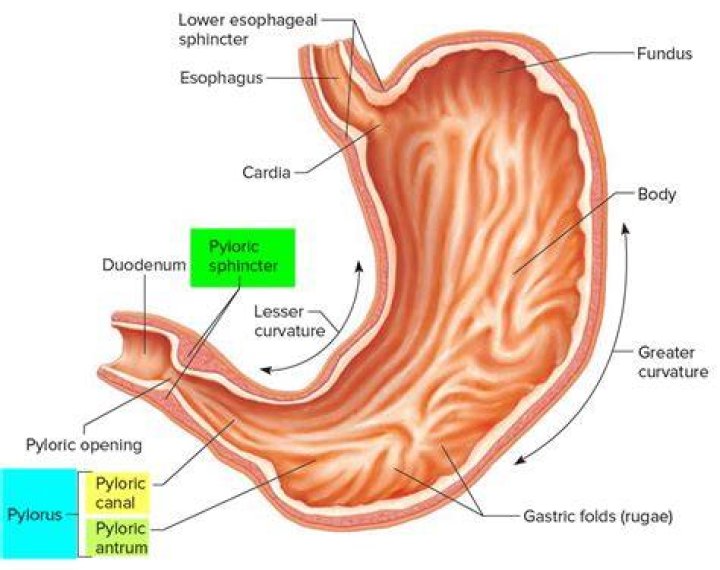 What is pylorus ligation?