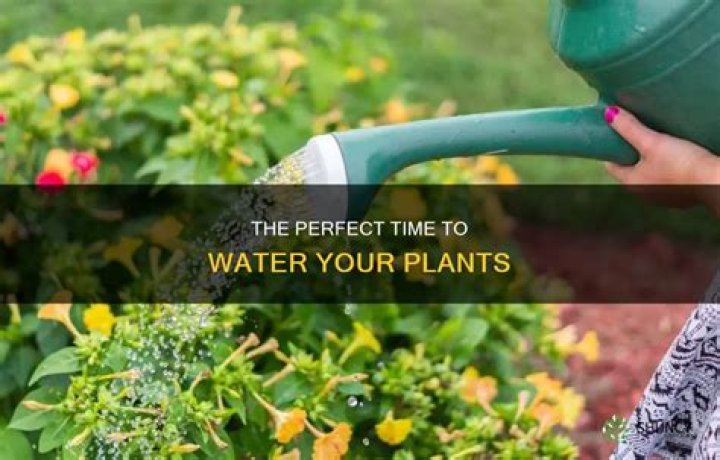 What is the best time to water pot plants?