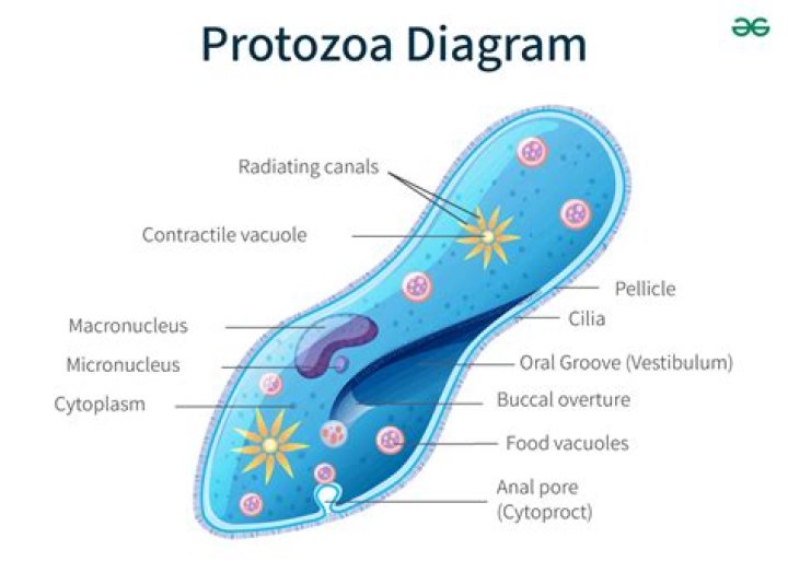 What is the definition of protozoon?
