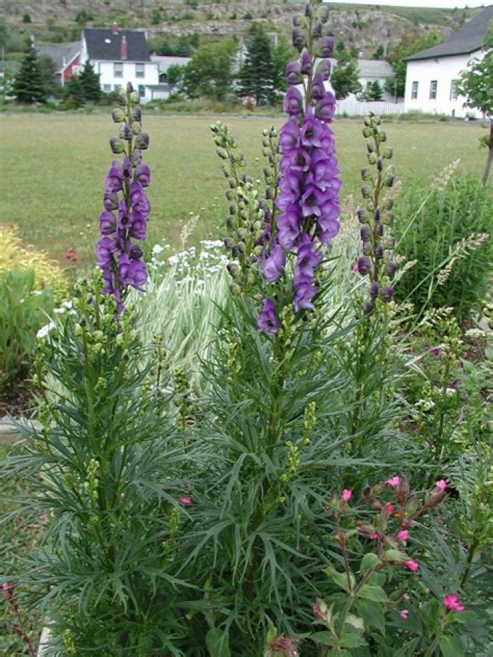 What is the difference between monkshood and wolfsbane?