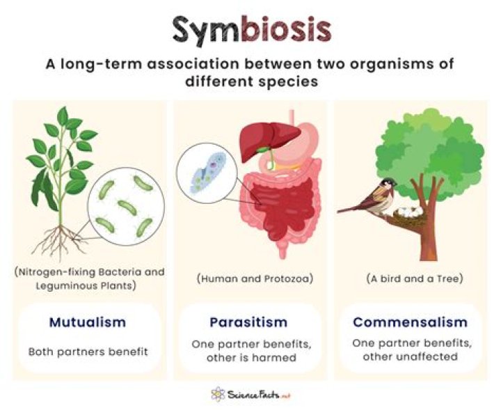 What is the difference between parasitism and symbiosis?