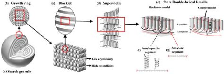 What is the meaning of amylolysis?