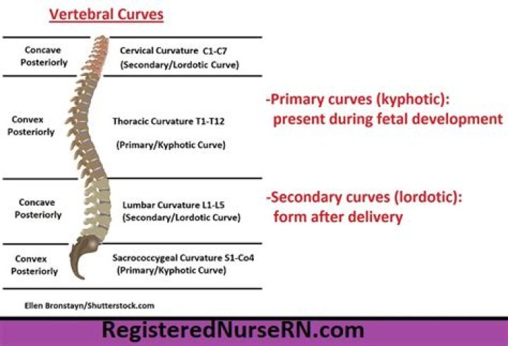 What is the primary curve of the spine?