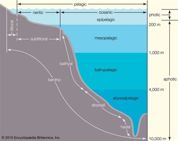 What is the source of oxygen in the epipelagic zone?