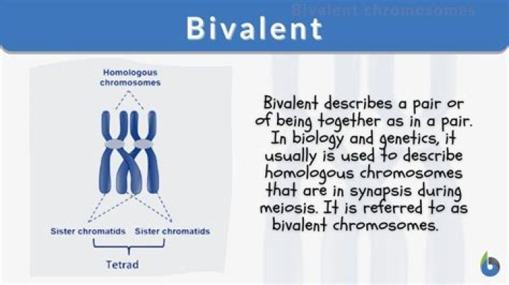What is univalent in biology?