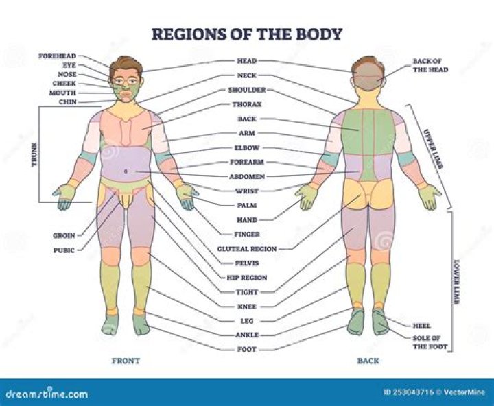 What part of the body does lateral refer to?
