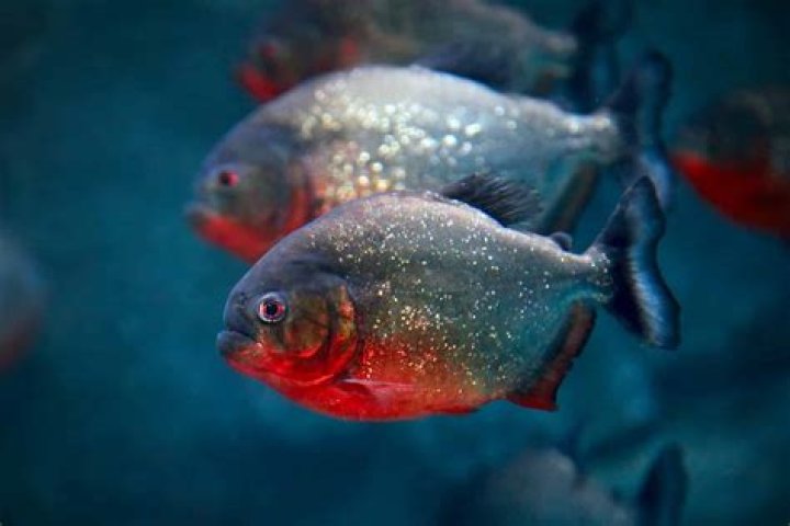 What piranhas can do to a human?