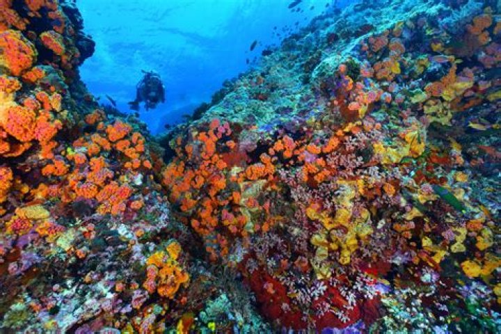 What region is tubbataha reef?