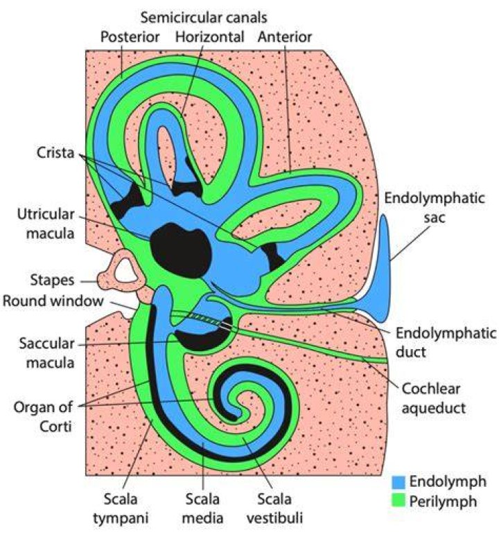 What region of the ear houses perilymph and endolymph?