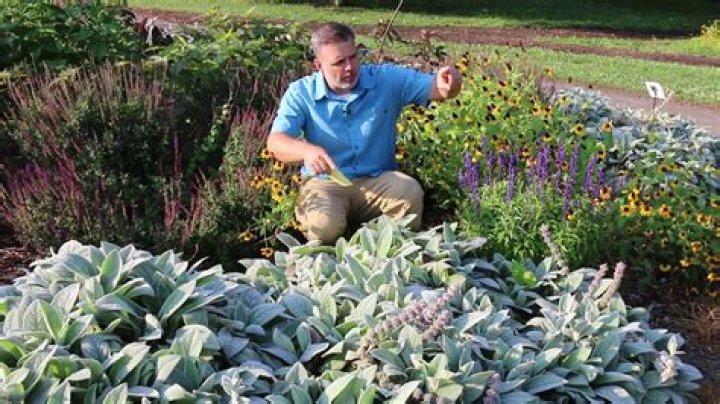What to plant with lambs ear?