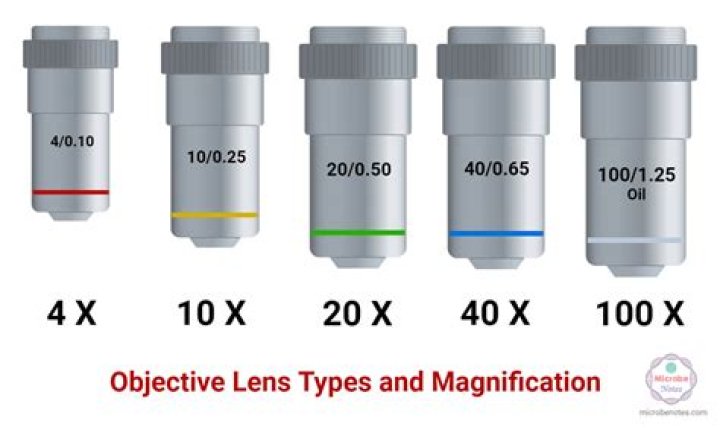 What type of lens magnifies an image?