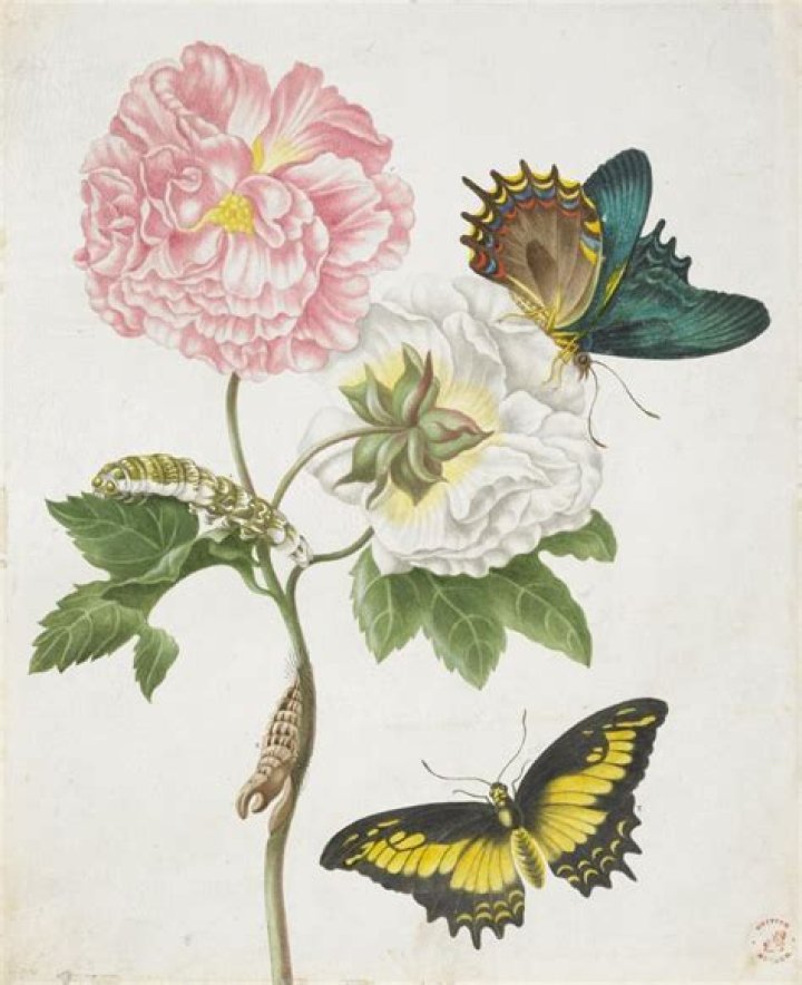 What was maria sibylla merian famous for?