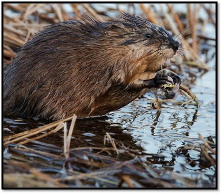 Whats a muskrat look like?