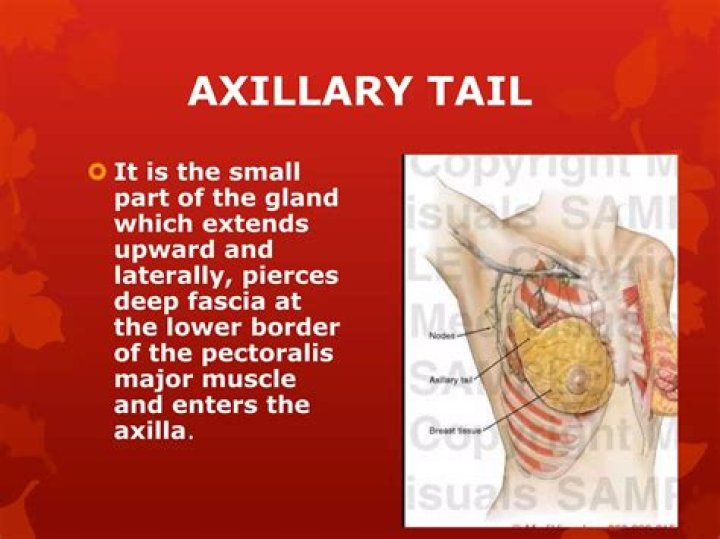 Whats an axillary tail?