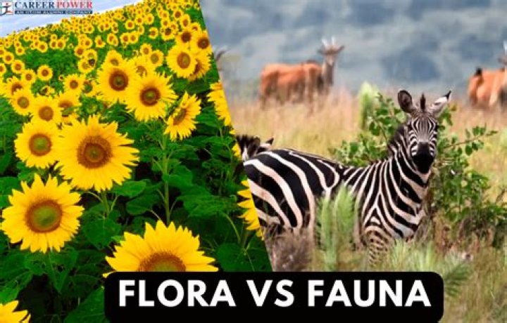 Whats fauna and flora?