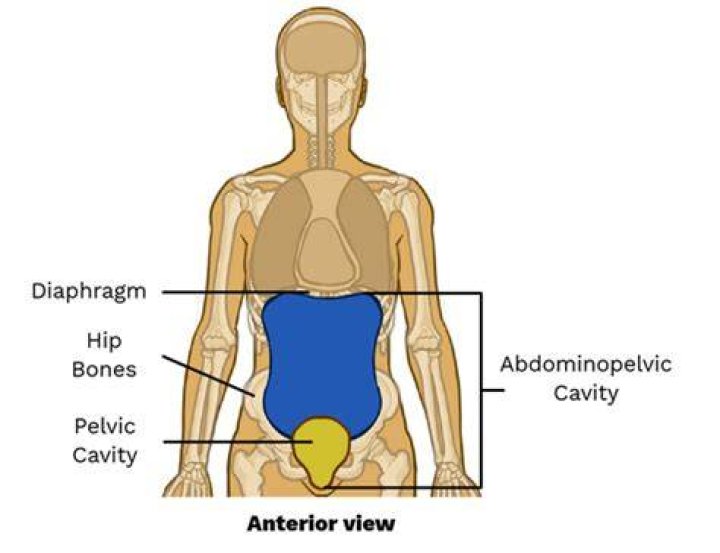 Whats in the pelvic cavity?