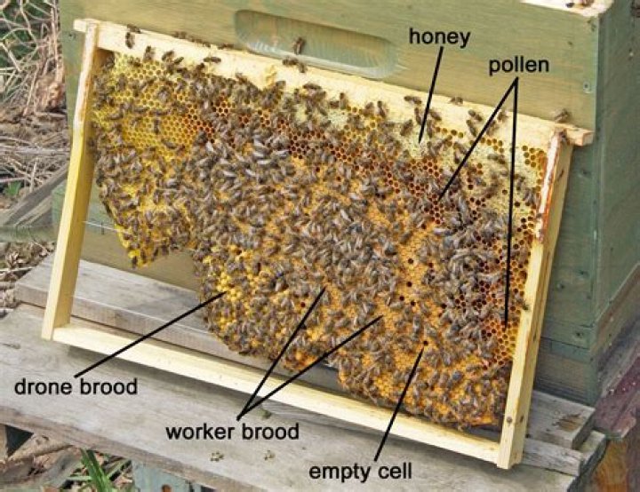Whats the meaning of brooded?