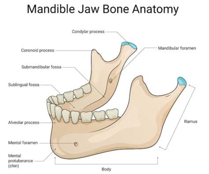 Whats under the jaw line?