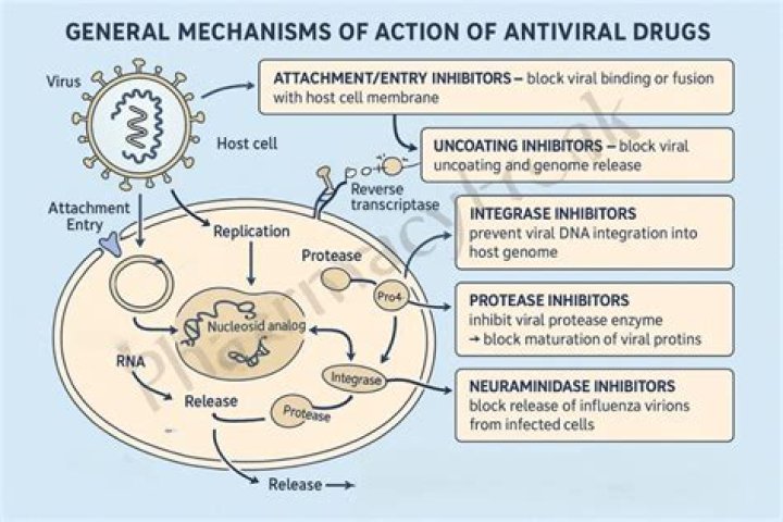 When are antivirals most effective?