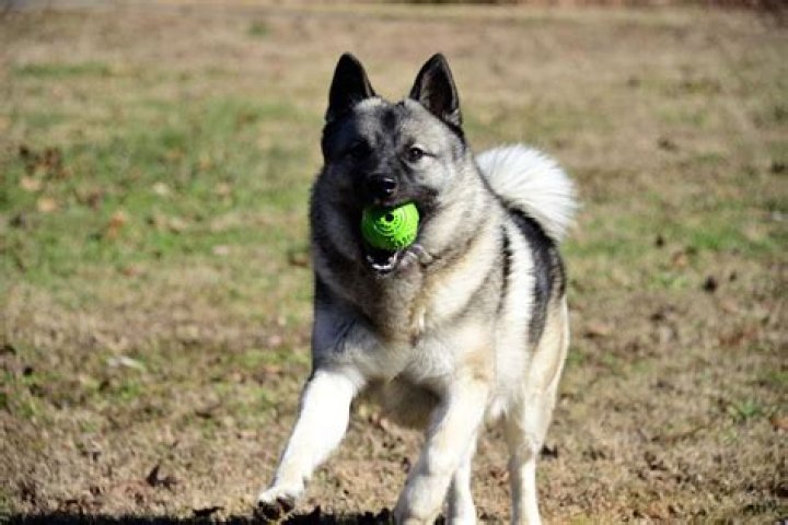 When are norwegian elkhounds full grown?