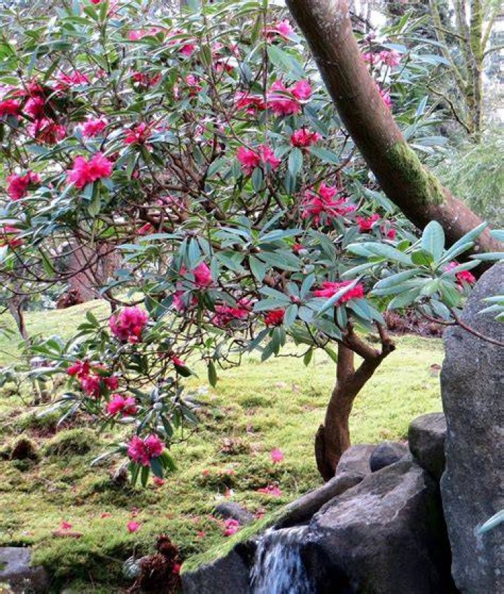When best to prune rhododendron?