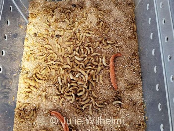 When can chicks have mealworms?