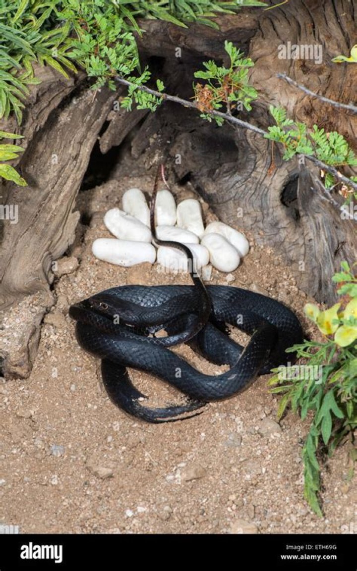 When do coachwhip eggs hatch?