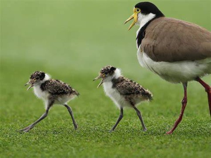 When do plovers mate?