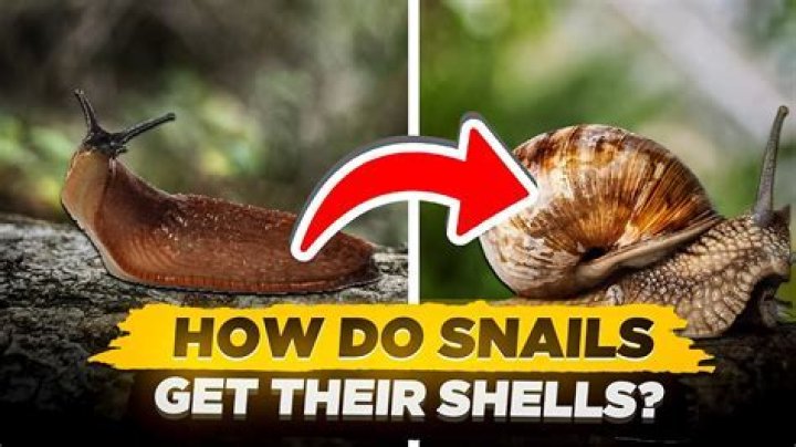 When do snail shells grow?