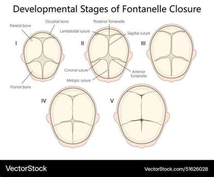 When does fontanel close?