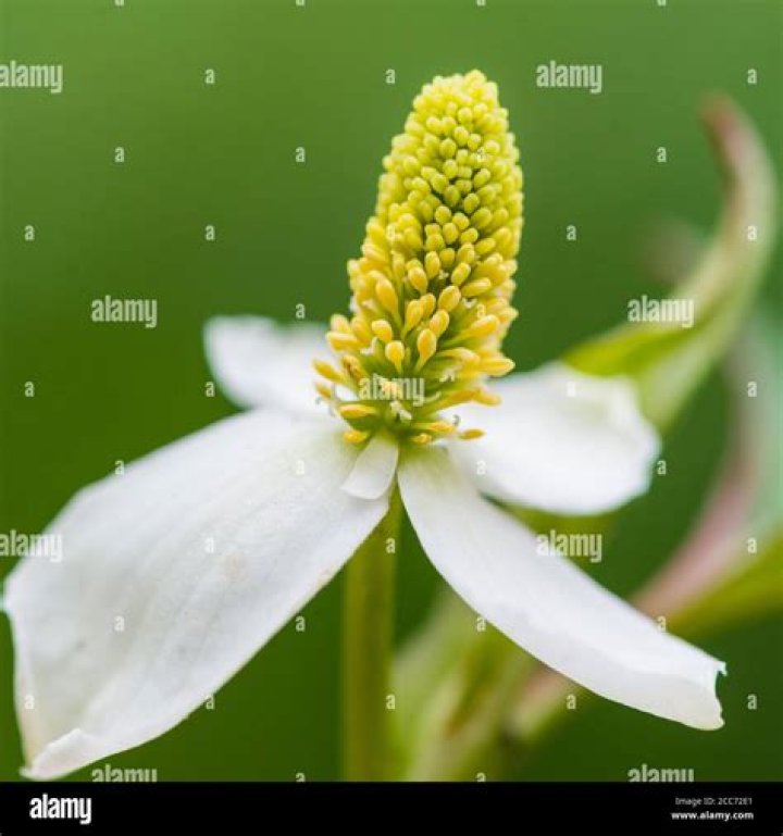 When does houttuynia bloom?