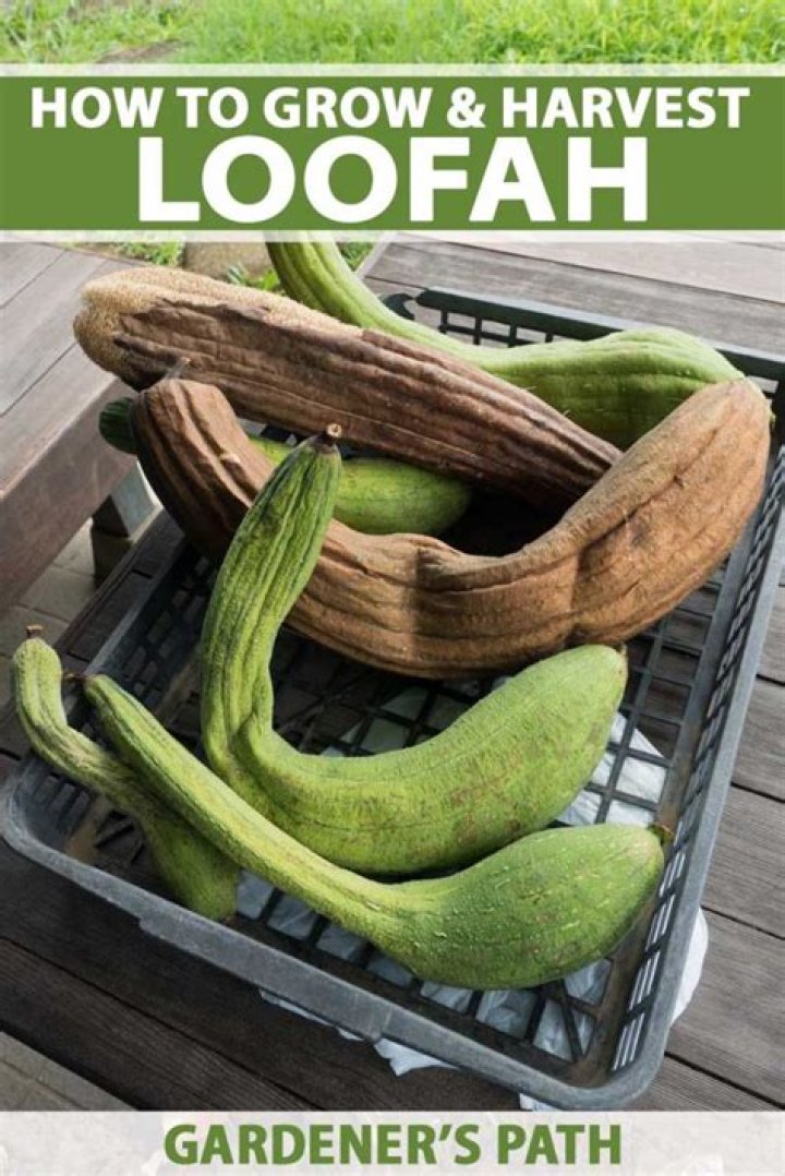 When is loofah ready to harvest?