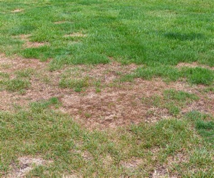 When to apply grub be gone?
