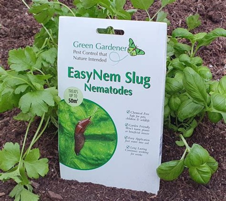 When to apply nematodes for chafer grubs?