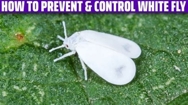 When to control whiteflies?
