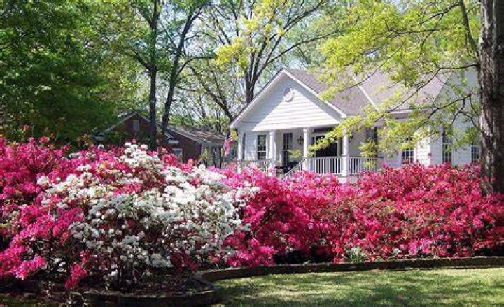 When to plant azaleas?