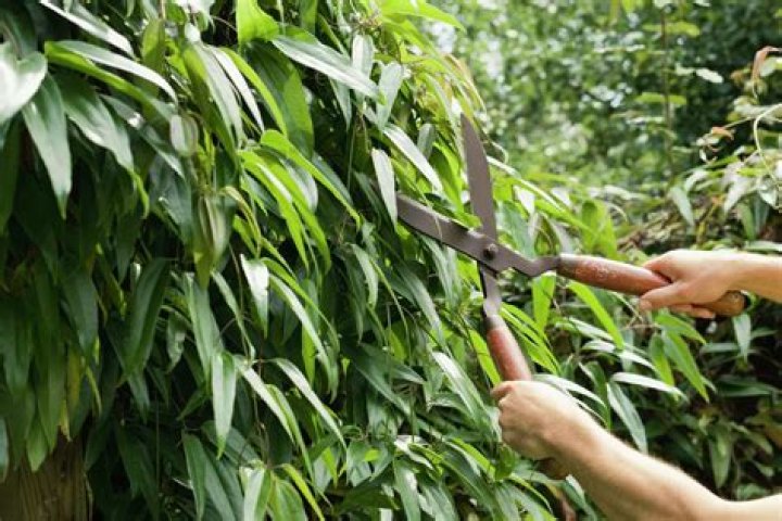 When to trim podocarpus?