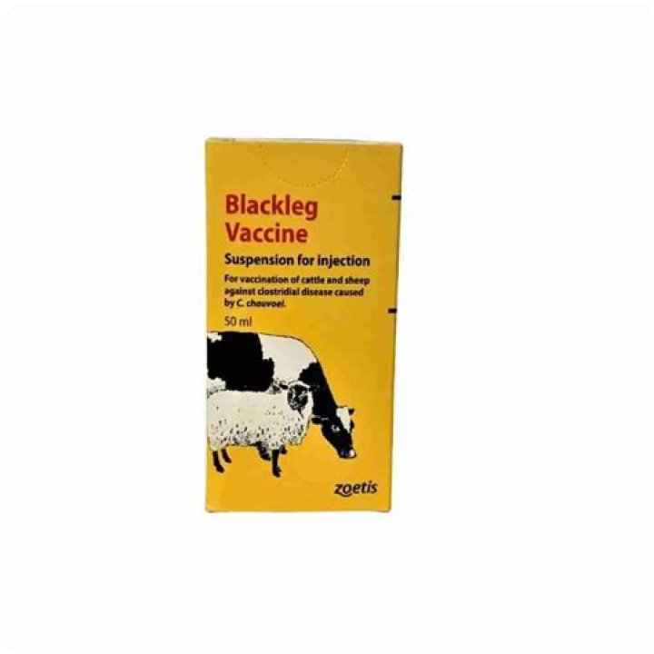 When to vaccinate calves for blackleg?