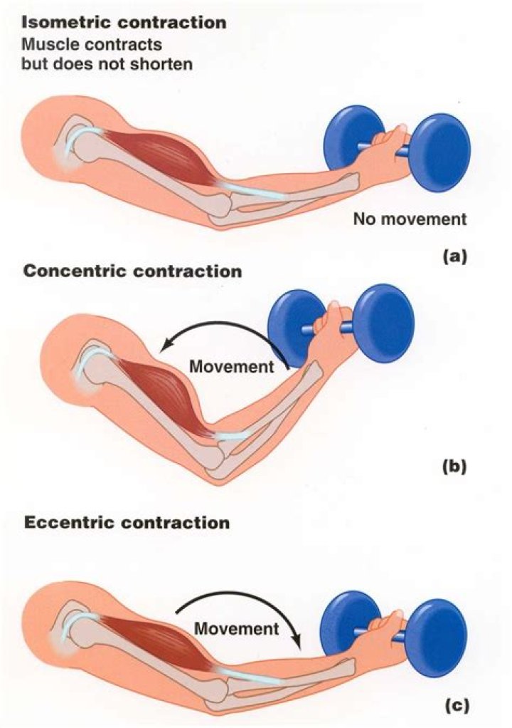 When would a muscle contract eccentrically?