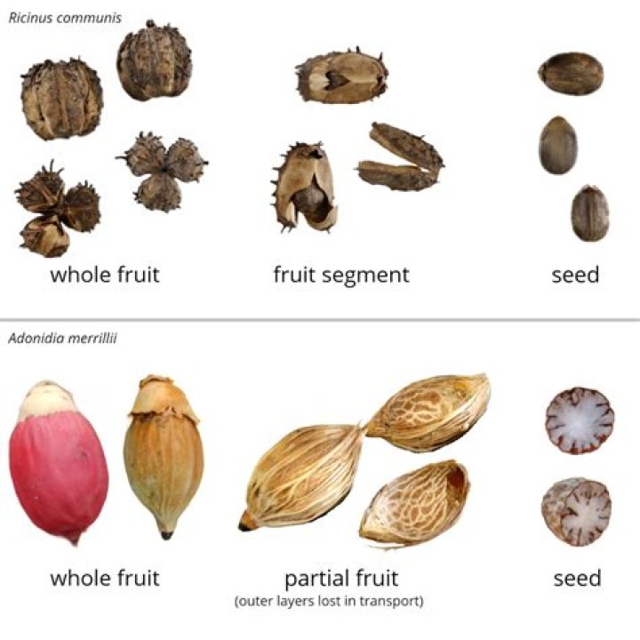 Where are achenes found?