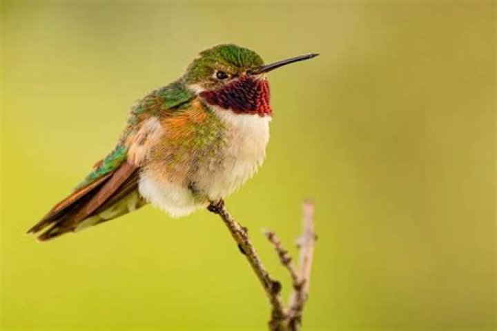 Where are broad-tailed hummingbirds located?