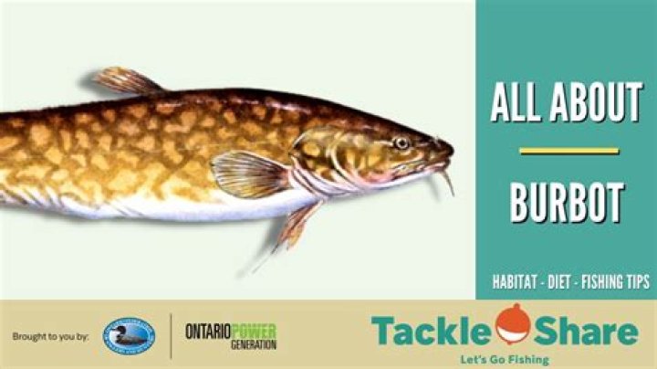 Where are burbot native?