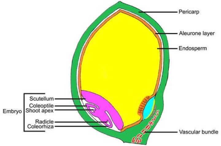 Where are caryopsis found?