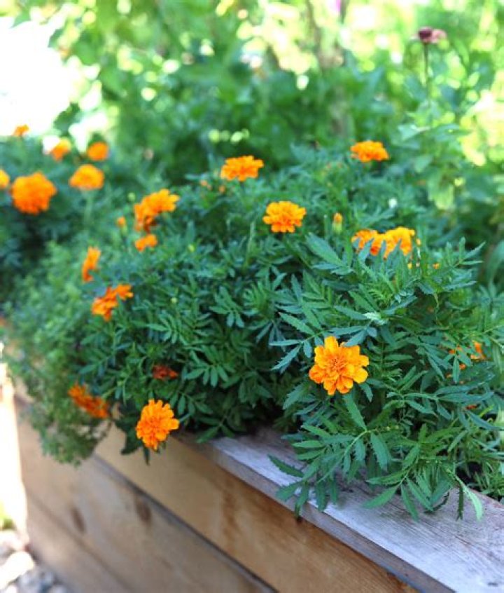 Where are marigold flowers from?
