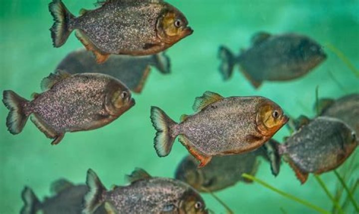 Where are red bellied piranhas legal?