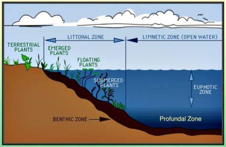 Where can littoral zone be found?