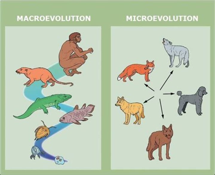 Where can microevolution be observed today?