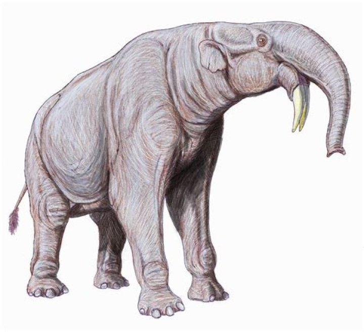 Where did the deinotherium live?